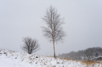 Vinter