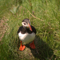 Runde Puffins